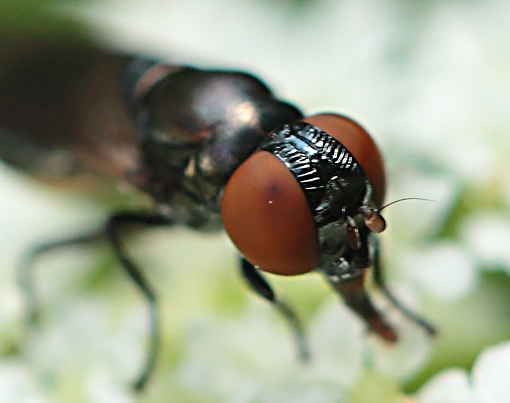 Chrysogaster solstitialis ♂ ♀  (Syrphidae)